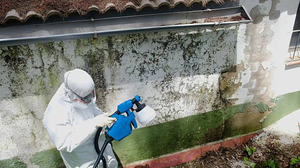 Trusted Attic Mold Removal service in West Islip, NY - Cheap Mold Removal